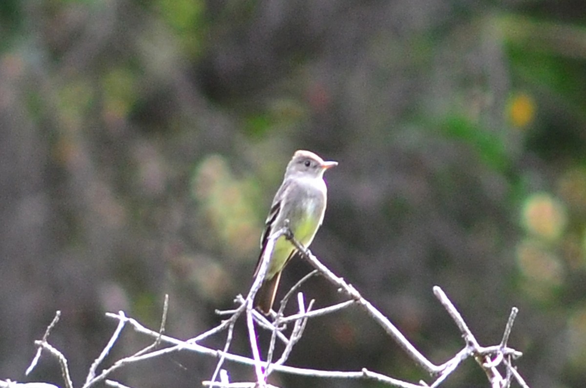 Western Wood-Pewee - ML129575201