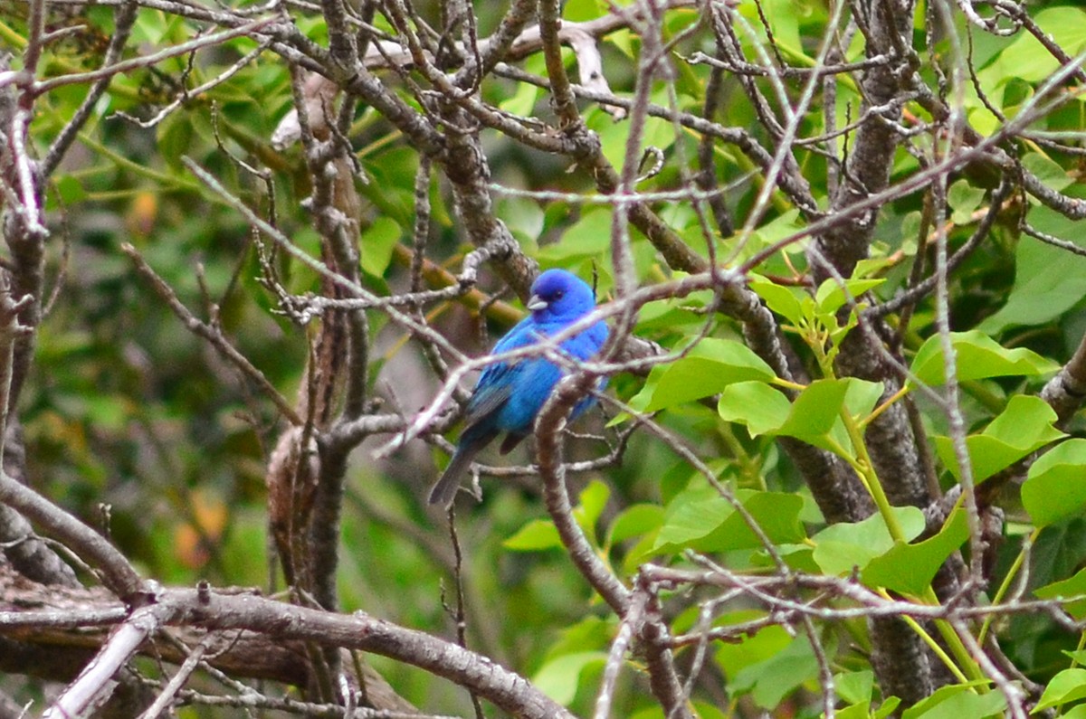 Indigo Bunting - ML129575221