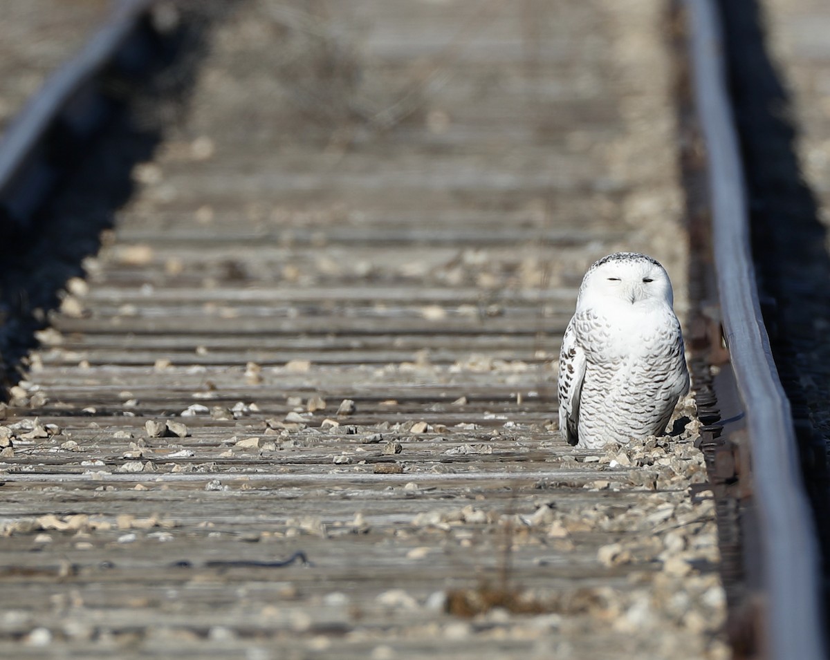 Snowy Owl - ML129576861