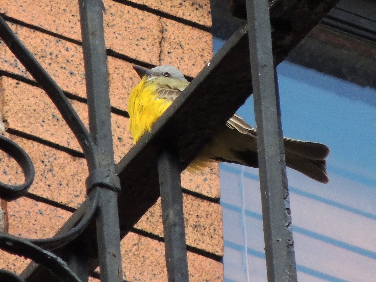 Couch's Kingbird - ML129576971