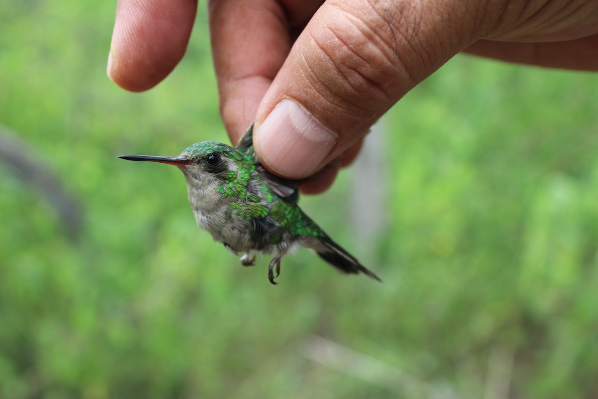 Canivet's Emerald - ML129577321