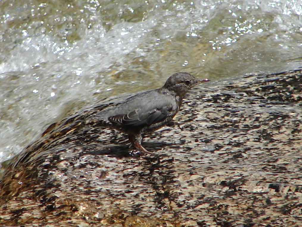 American Dipper - ML129577921