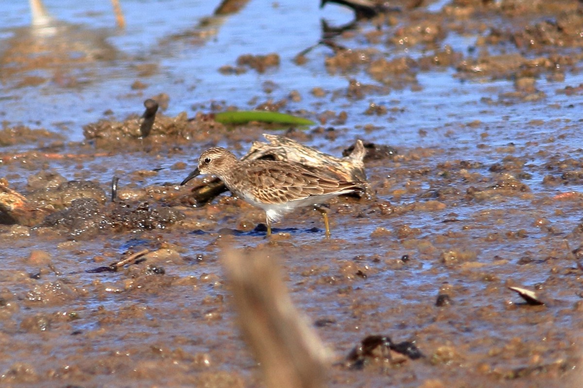 pygmésnipe - ML129578261