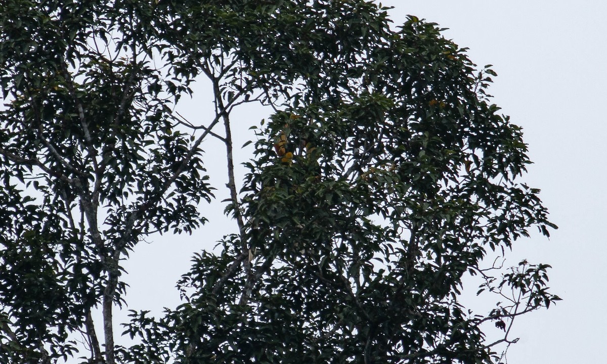 Great Hornbill - ML129578741