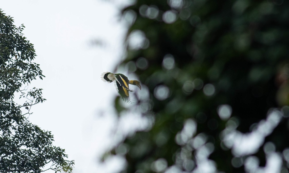 Great Hornbill - ML129578751