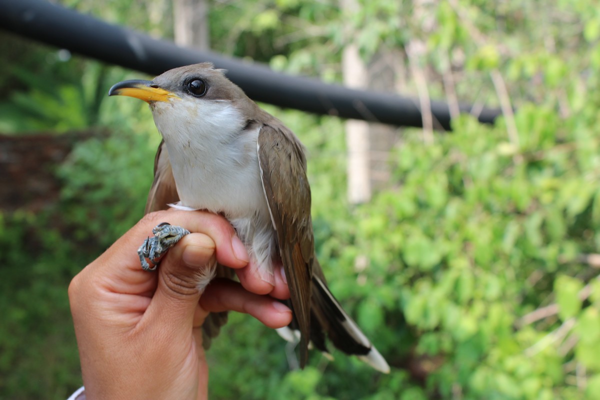 Yellow-billed Cuckoo - ML129579491