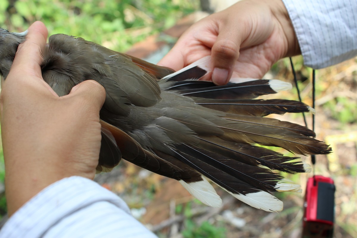 Yellow-billed Cuckoo - ML129579881