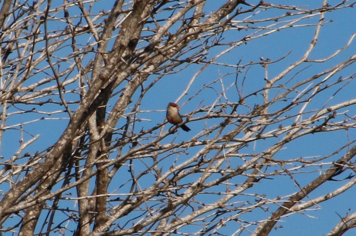 Common Waxbill - ML129579991