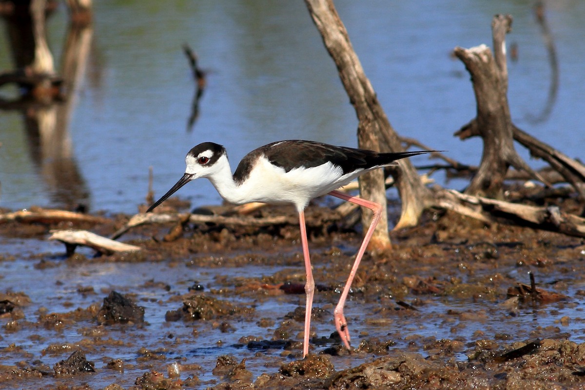 Black-necked Stilt - ML129580051