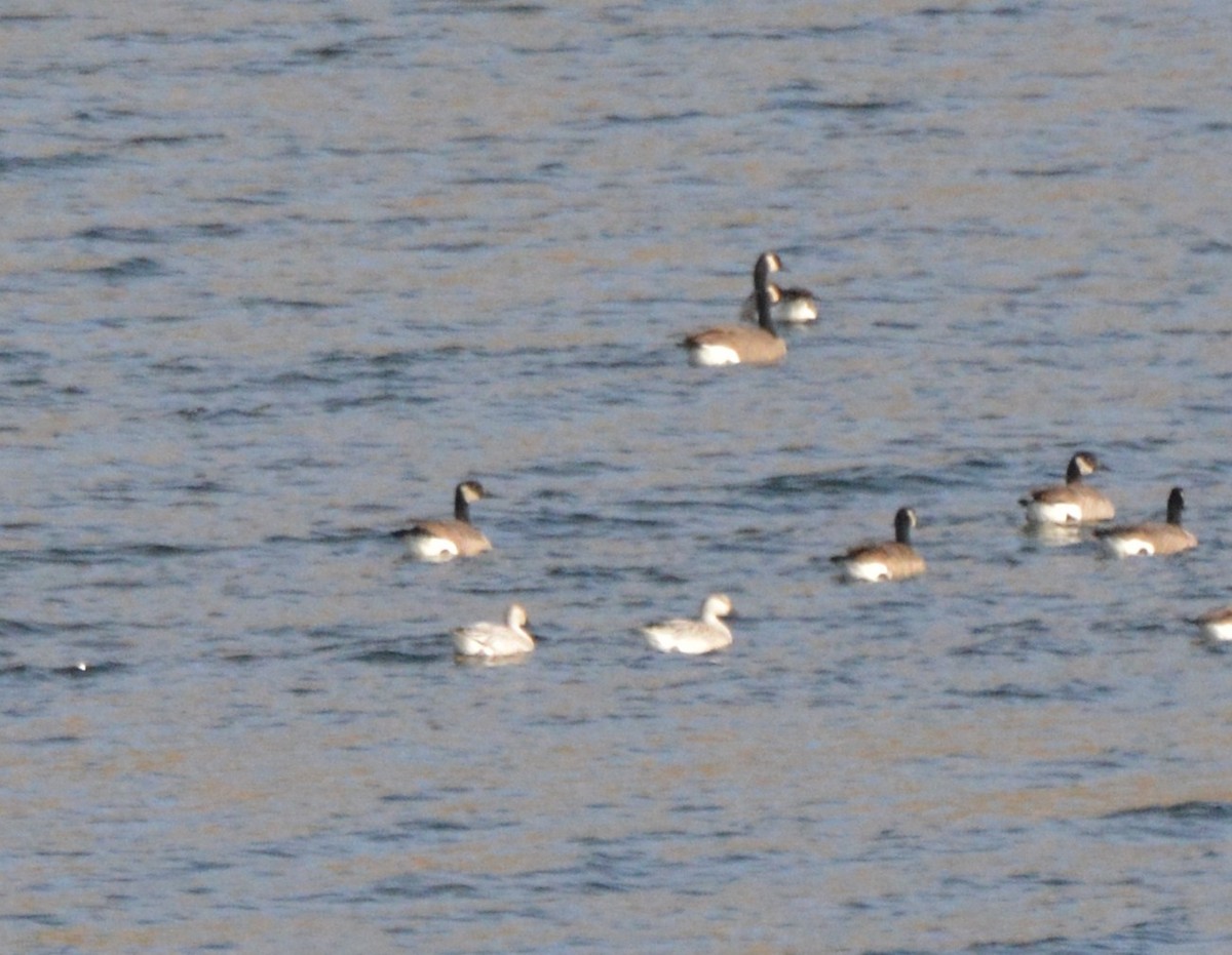 Snow Goose - ML129580161