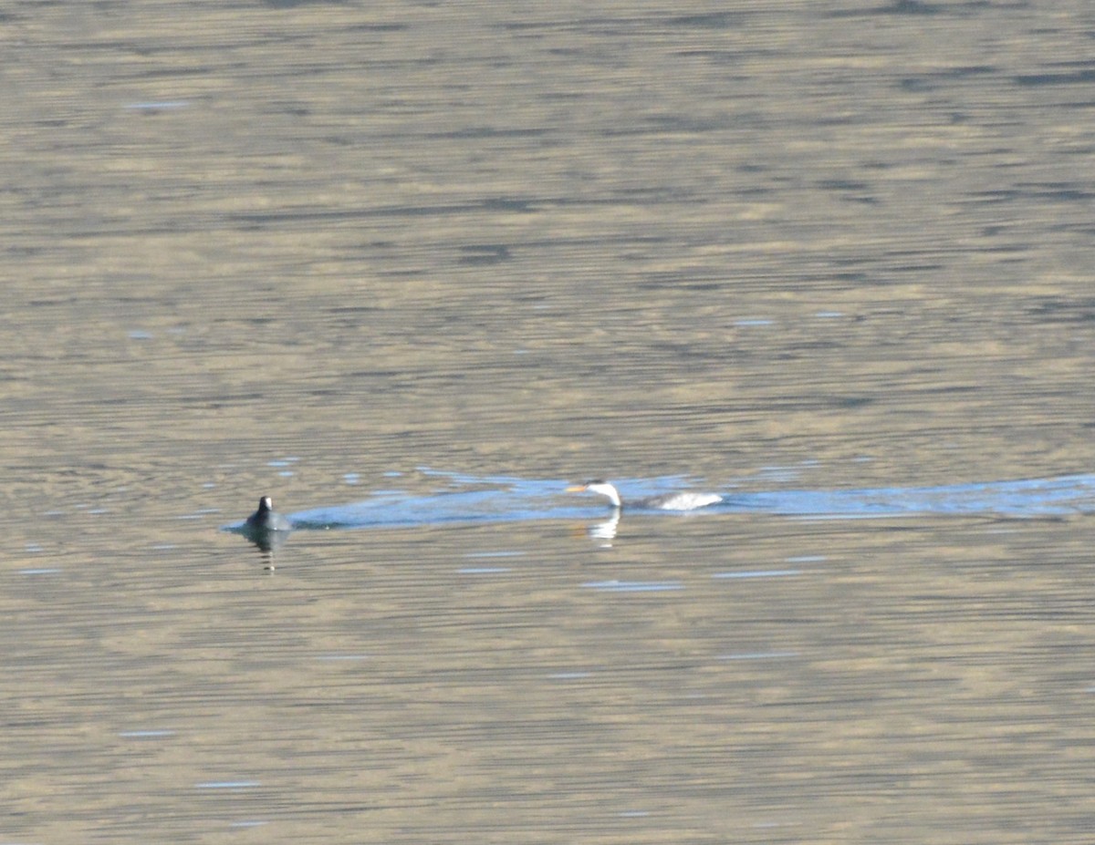 Clark's Grebe - ML129580171
