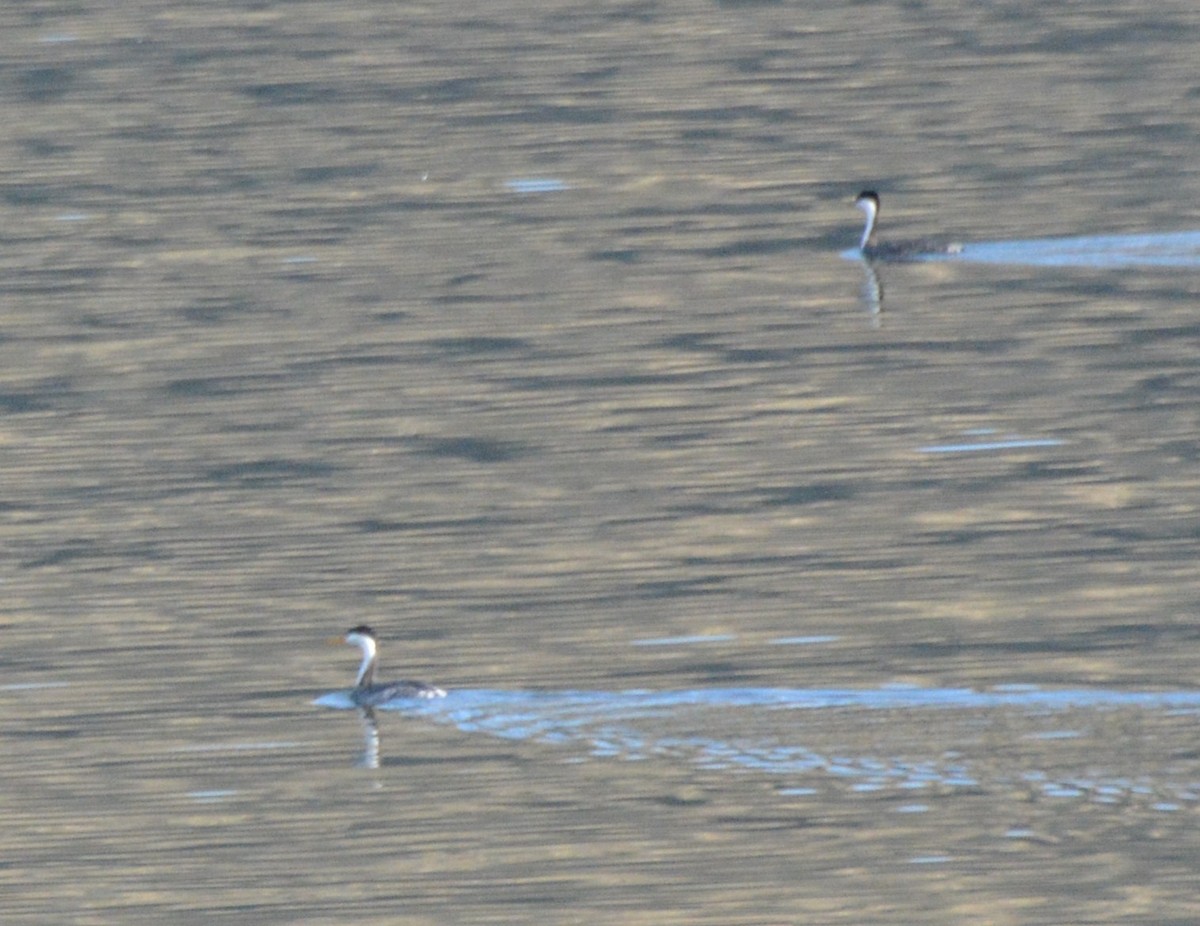Clark's Grebe - ML129580181