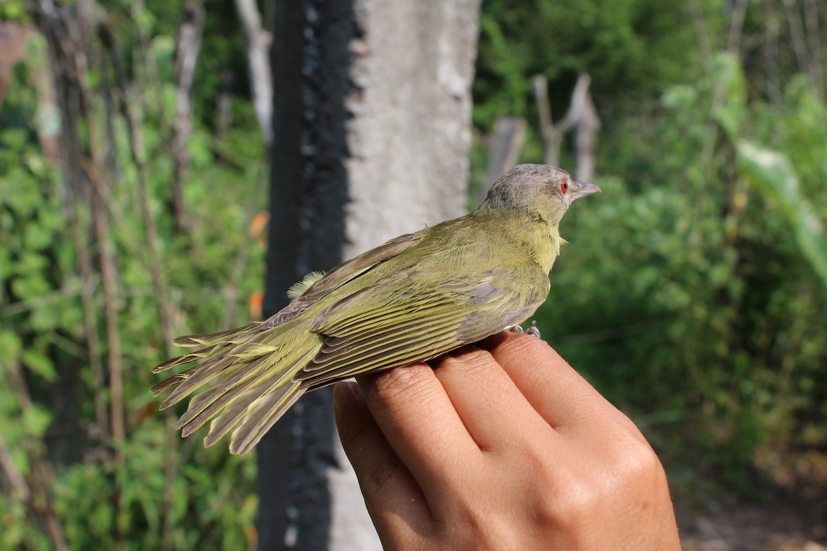 Vireo Verdiamarillo - ML129581011