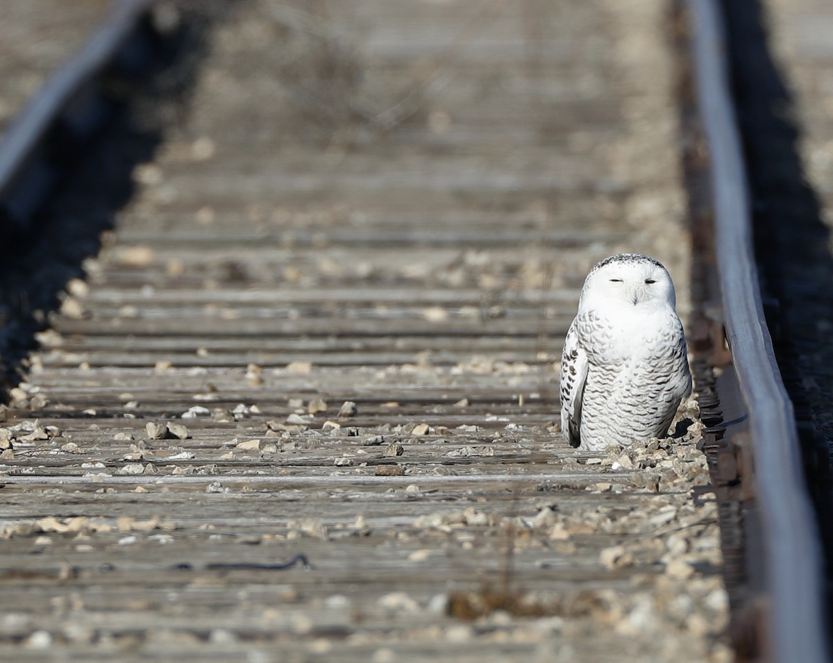 Snowy Owl - Mark  Benavides