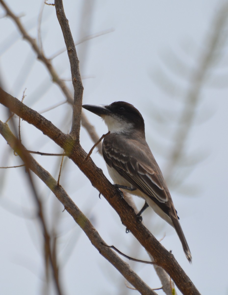 Giant Kingbird - ML129582941