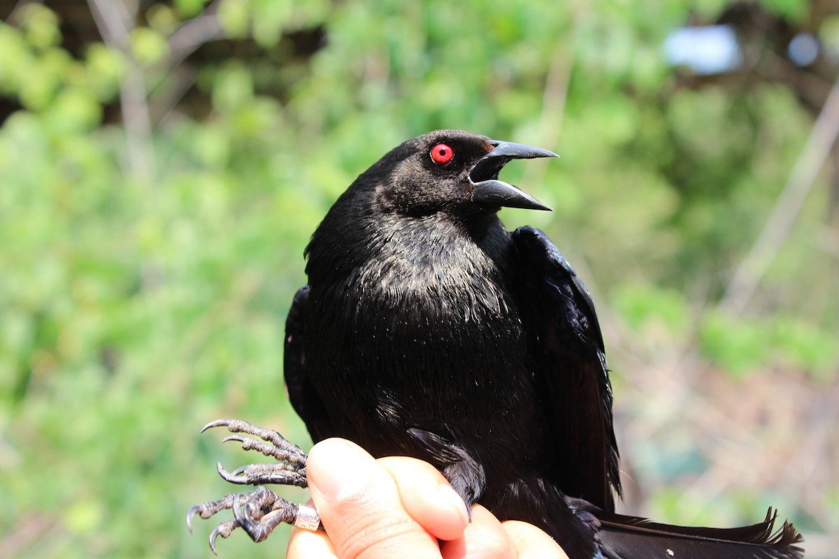 Bronzed Cowbird - Aurelio Molina Hernández