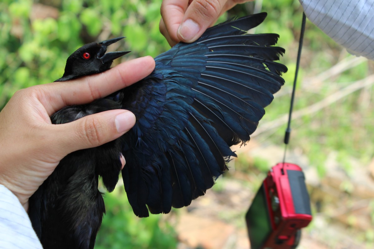 Bronzed Cowbird - Aurelio Molina Hernández