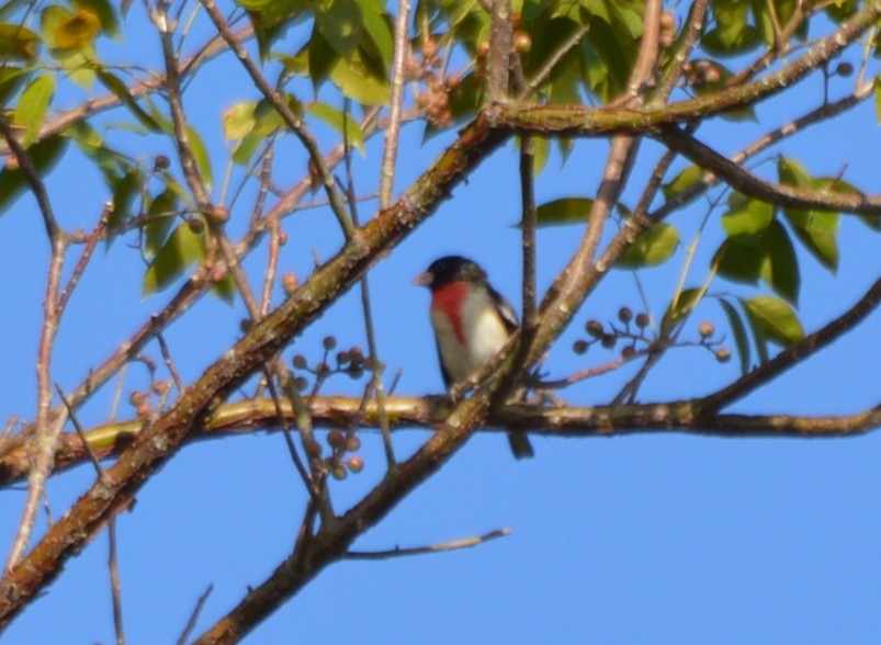 Cardinal à poitrine rose - ML129583341