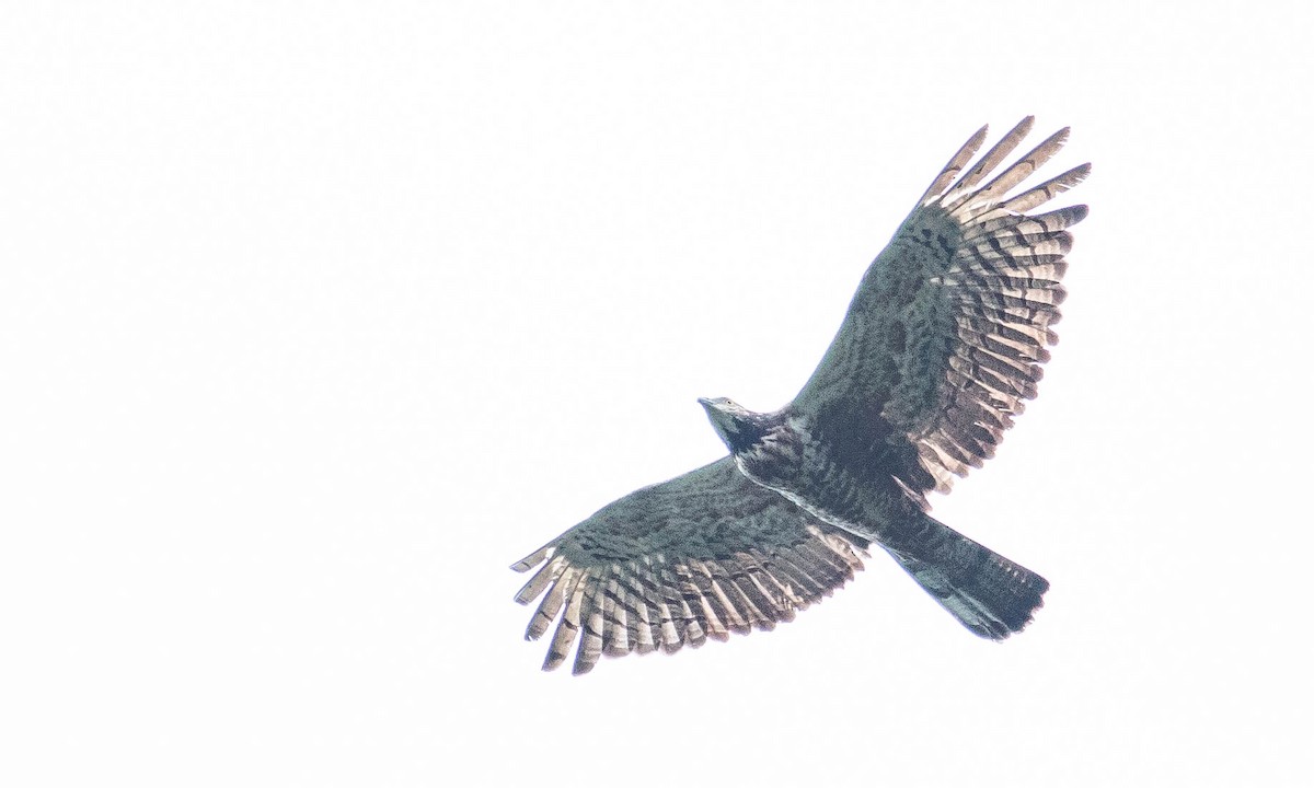 Oriental Honey-buzzard (Northern) - ML129584211