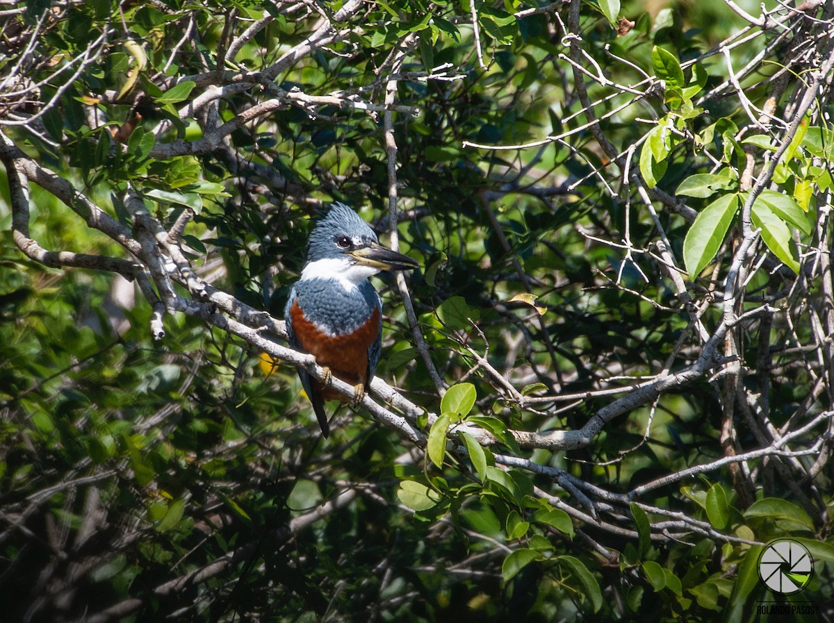 Ringed Kingfisher - ML129586021