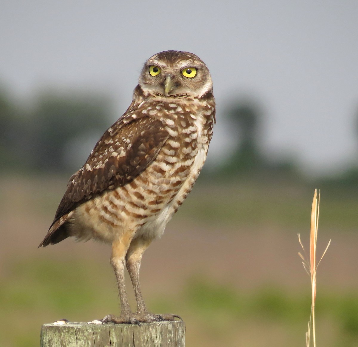 Burrowing Owl - ML129586251