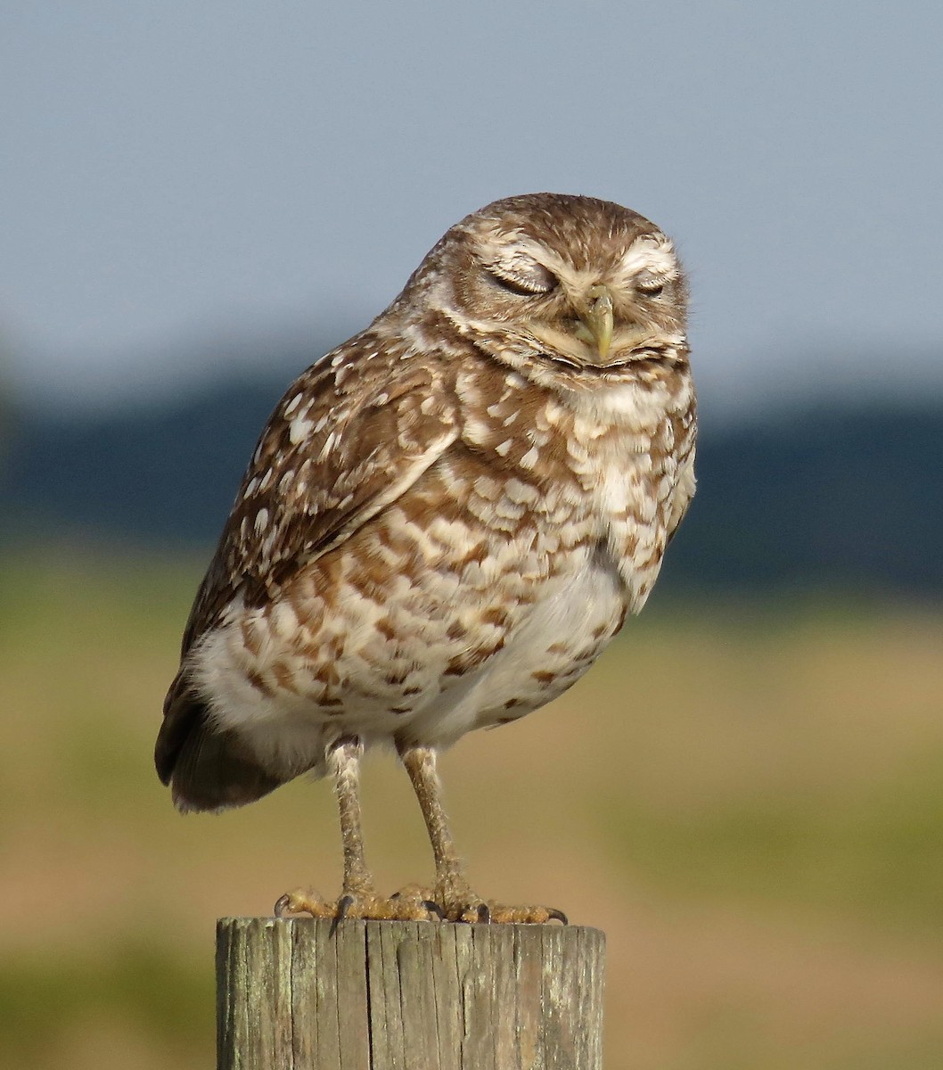 Burrowing Owl - Ben Lagasse