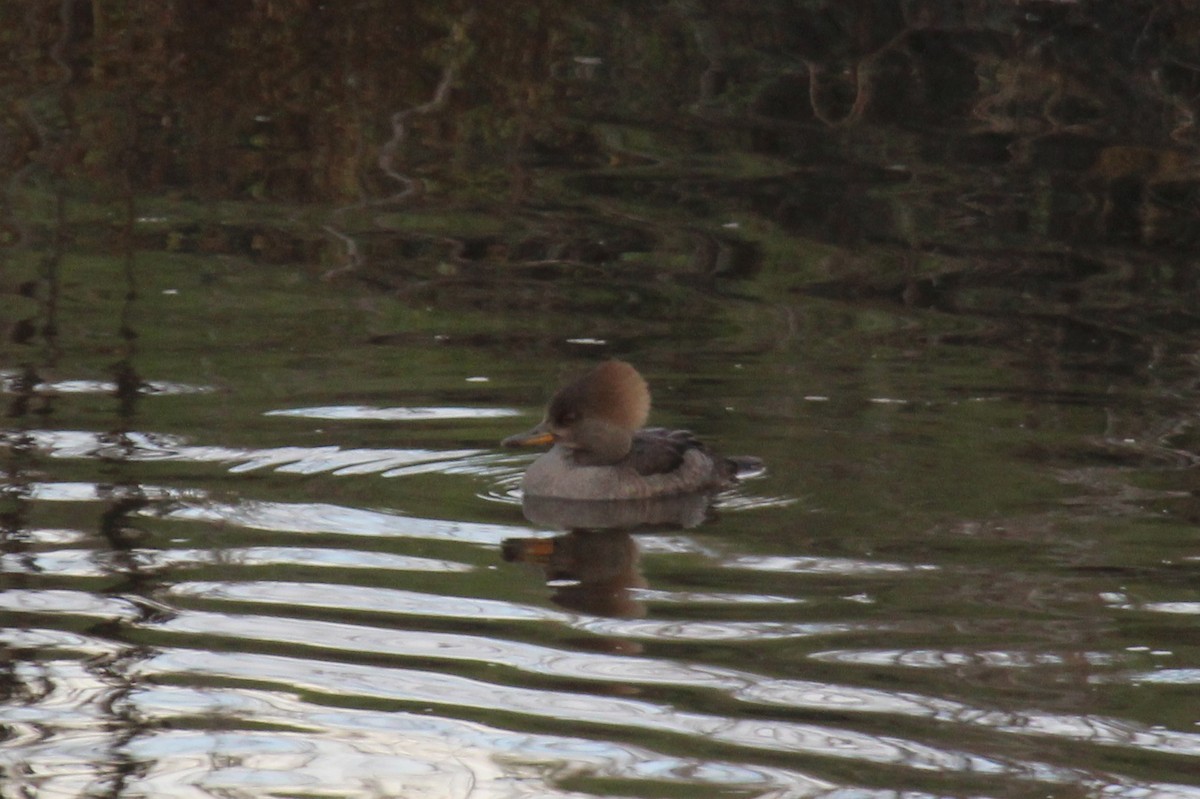 Hooded Merganser - ML129588261