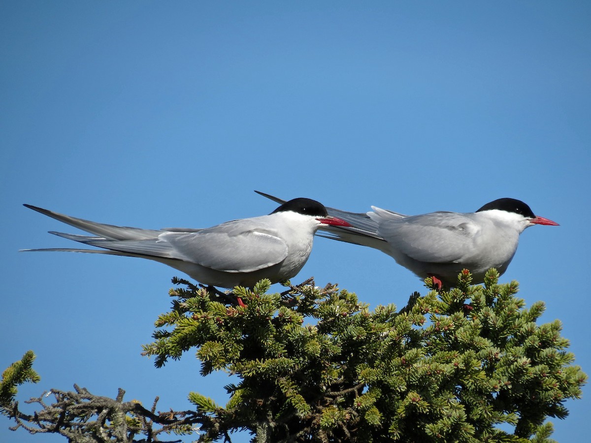 Arctic Tern - ML129588511