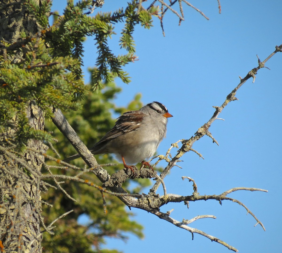 Bruant à couronne blanche - ML129588611