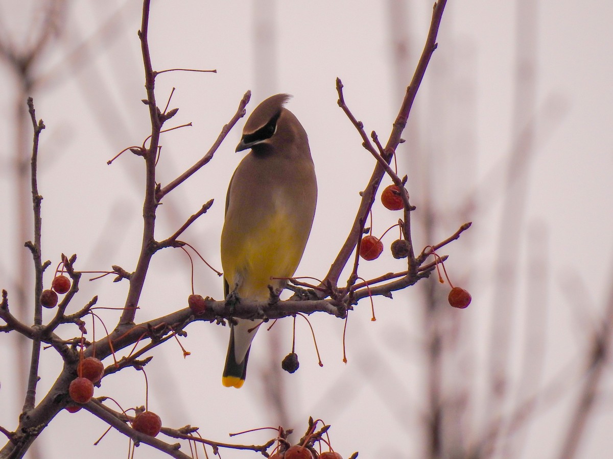 Cedar Waxwing - Yuqi Guo