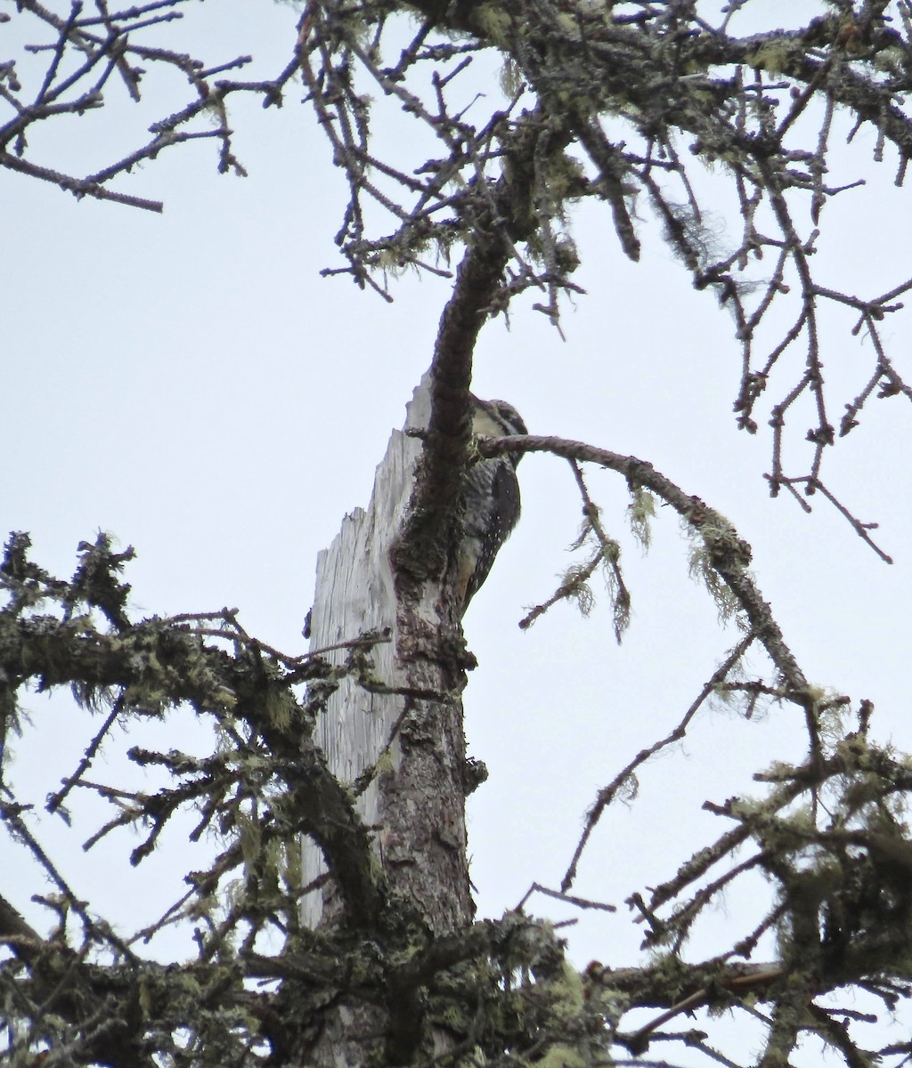 American Three-toed Woodpecker - ML129588761