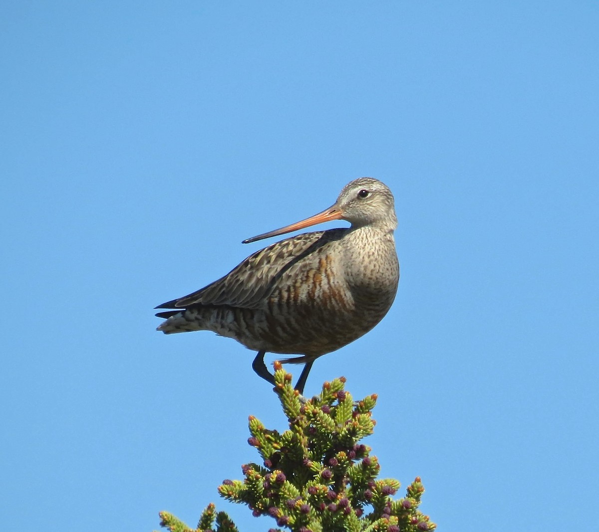 Hudsonian Godwit - ML129589361