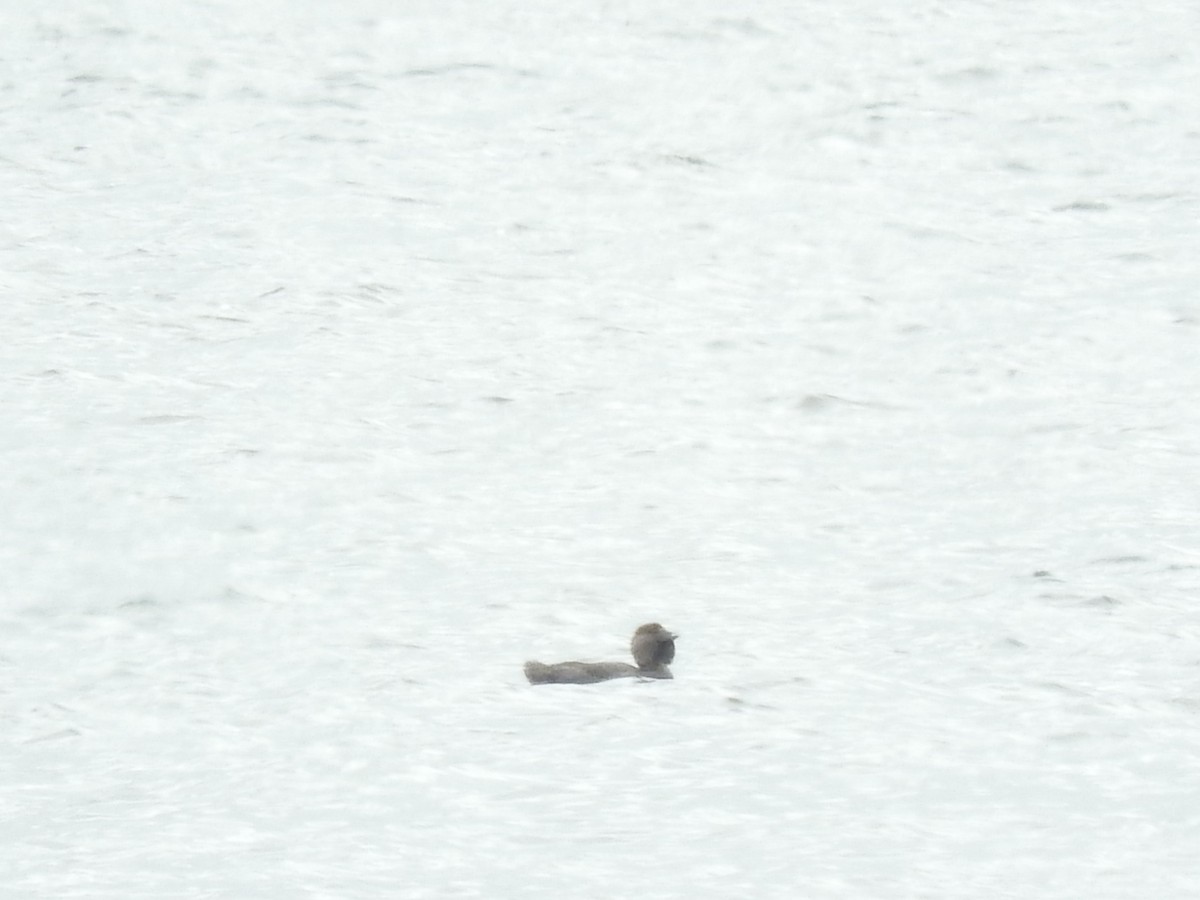 Musk Duck - ML129590281