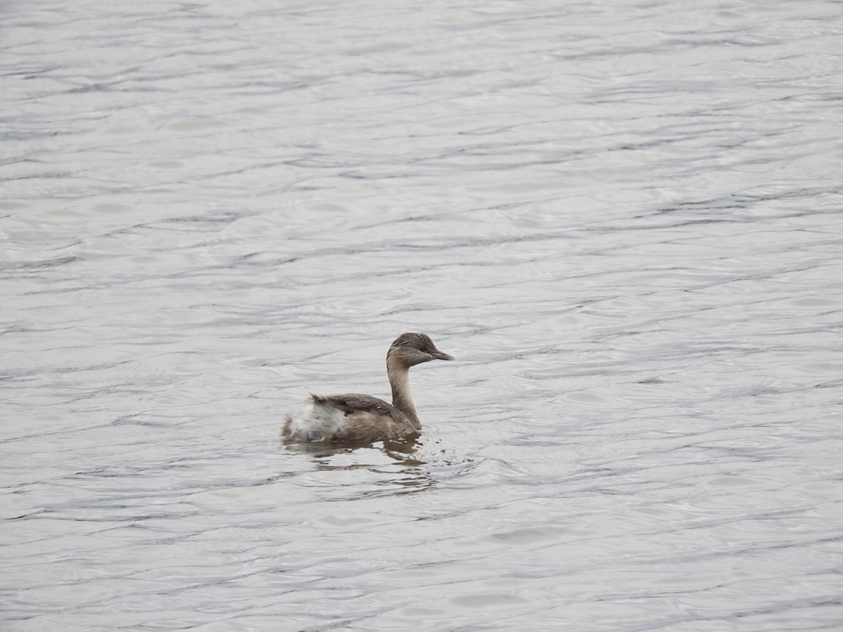 Hoary-headed Grebe - ML129590591