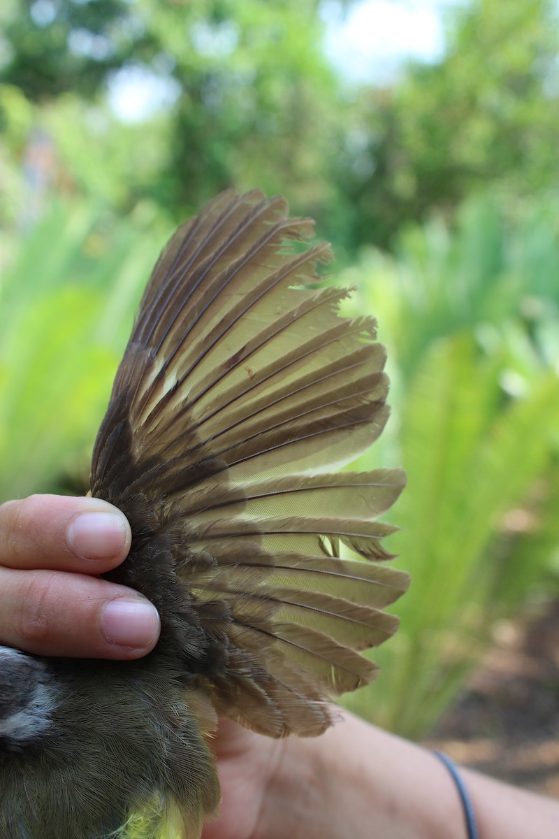 Social Flycatcher - Aurelio Molina Hernández