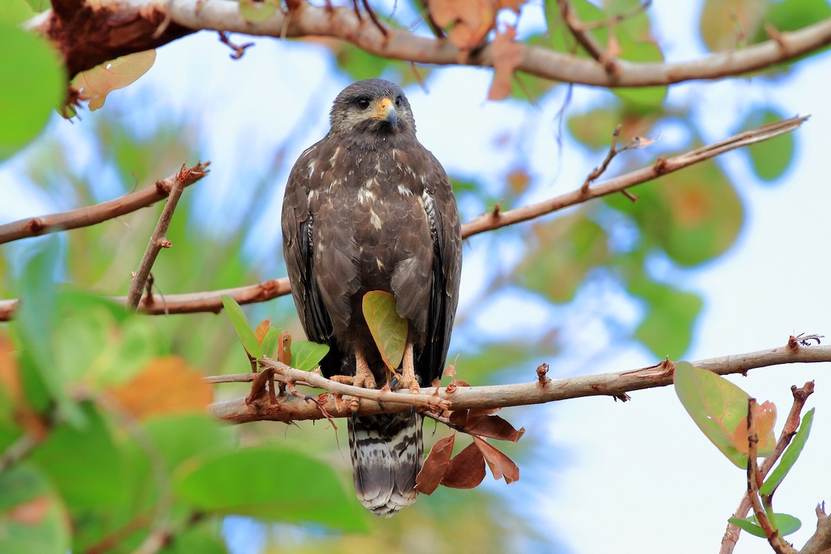 Cuban Black Hawk - ML129592411