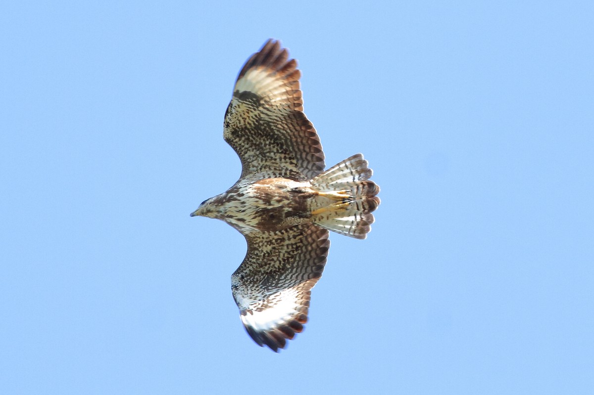 Cuban Black Hawk - ML129592431