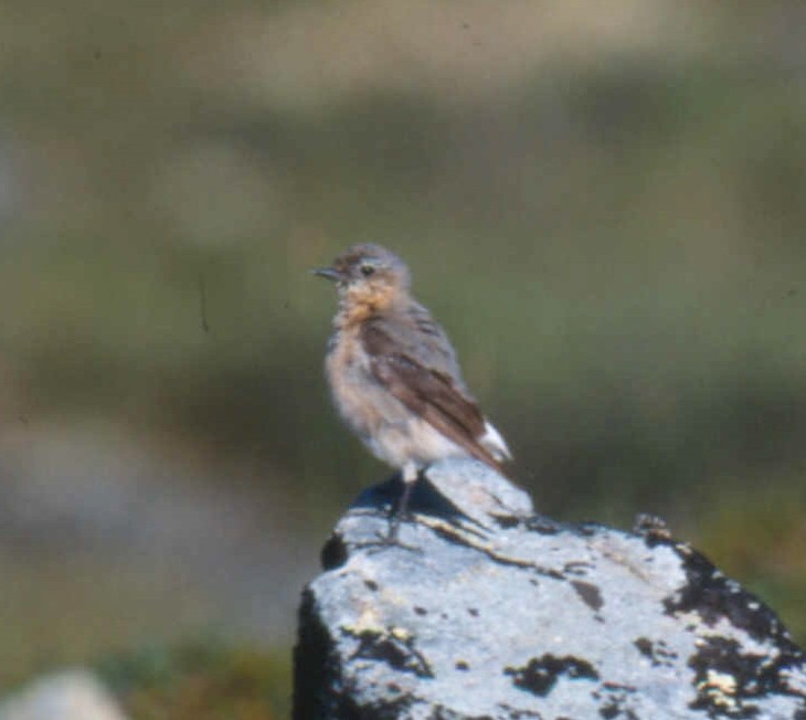 Northern Wheatear - ML129592451