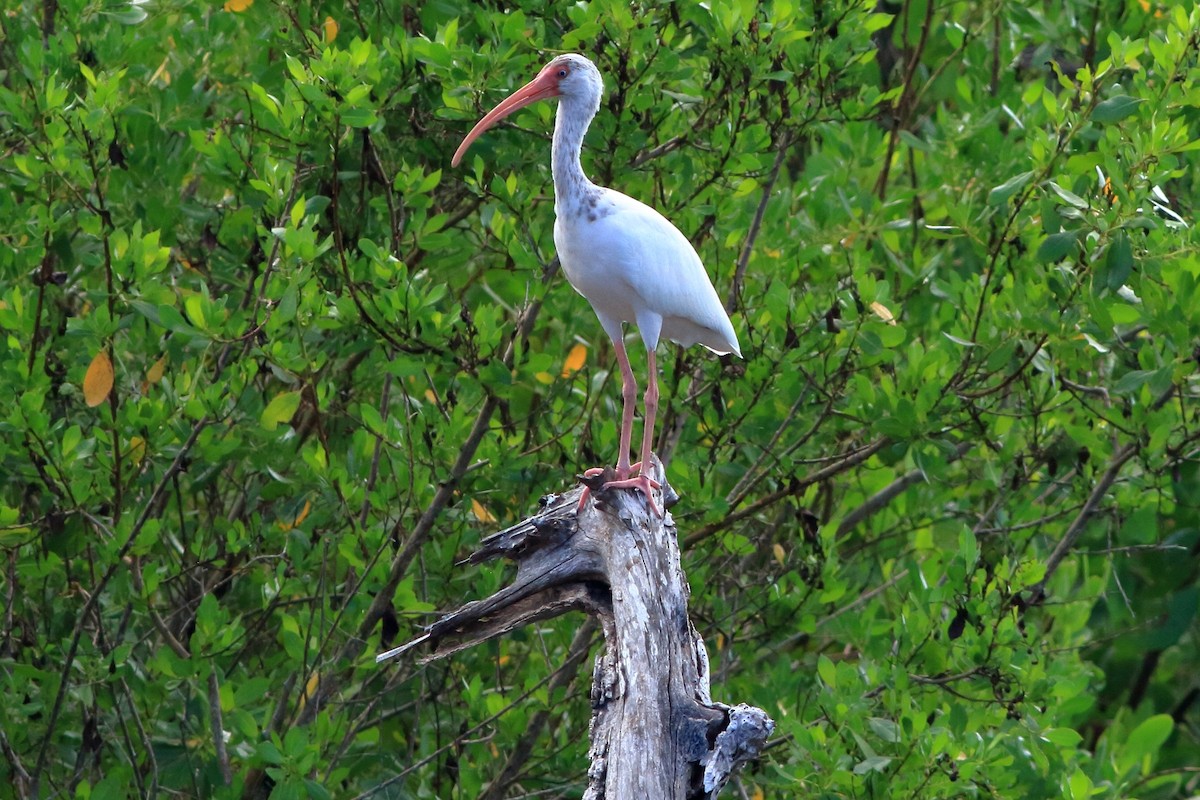 White Ibis - ML129592791