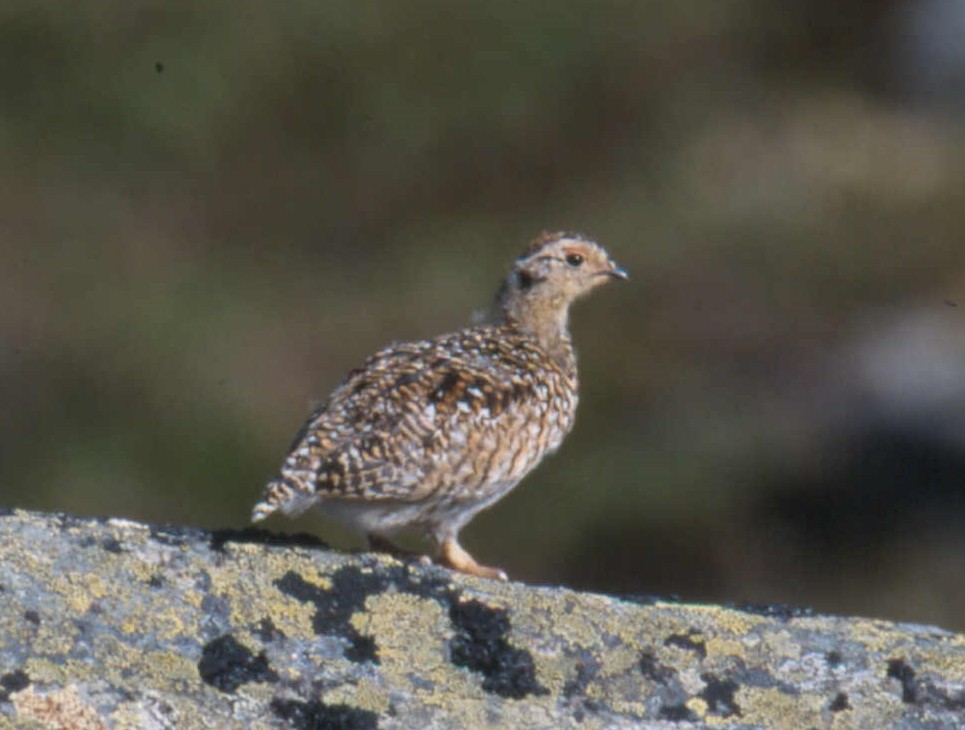 ptarmigan sp. - ML129592941