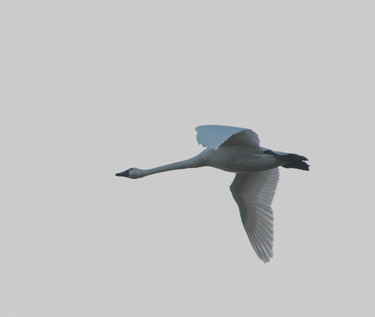 Tundra Swan (Whistling) - Liz Shlapack