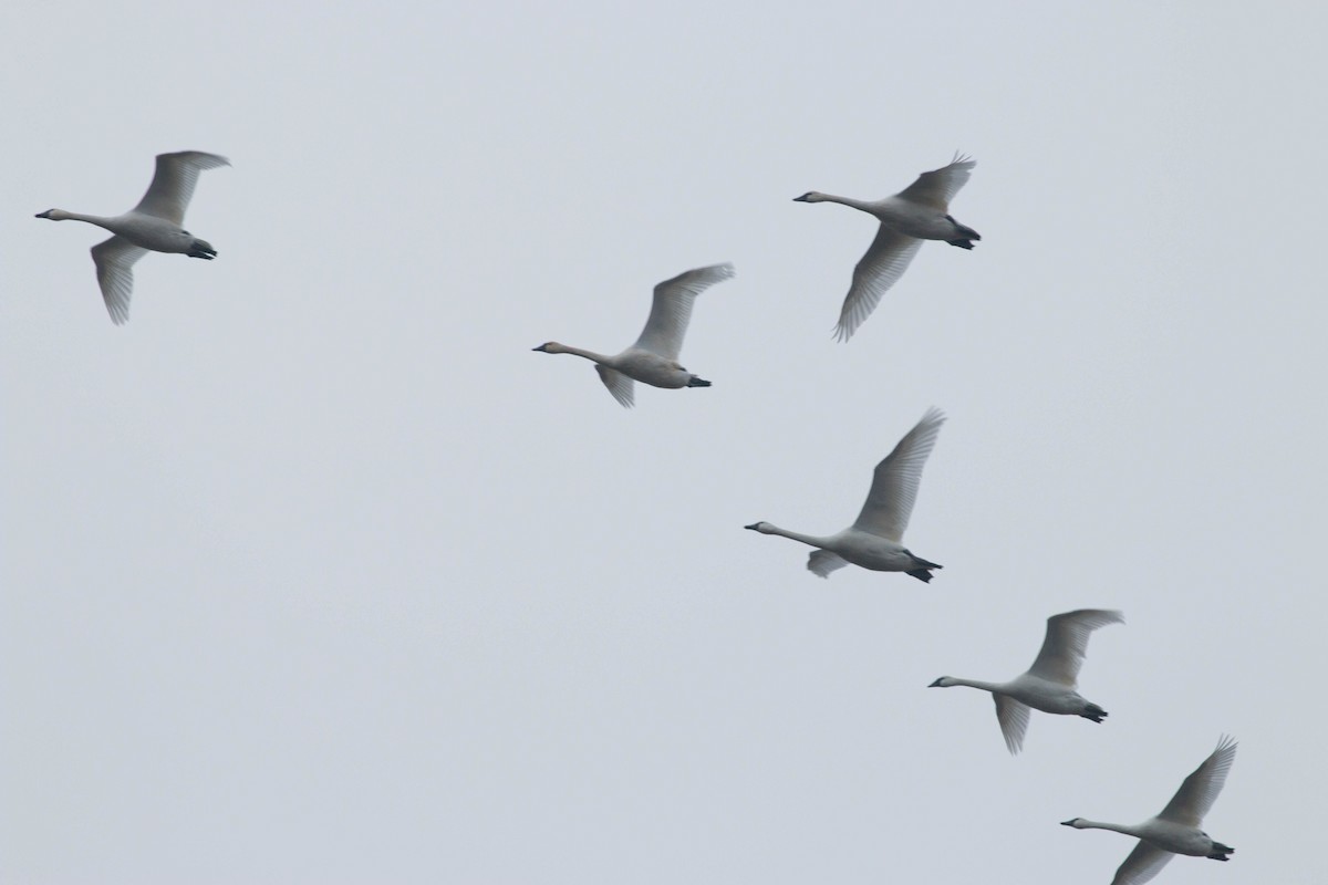 Cygne siffleur (columbianus) - ML129593031