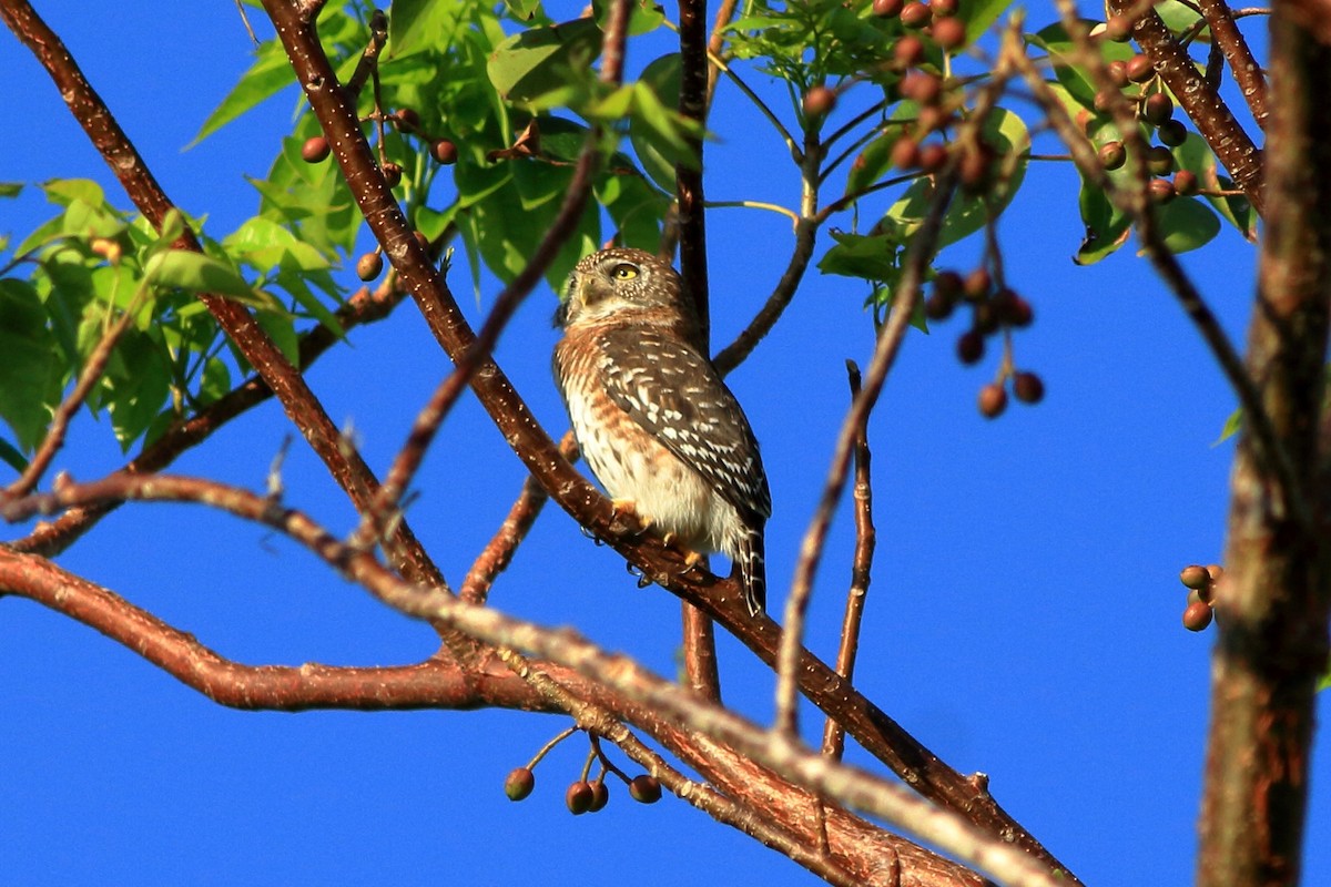 Cuban Pygmy-Owl - ML129593251