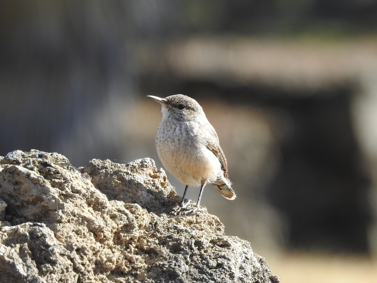 Rock Wren - Ariadna Tobon