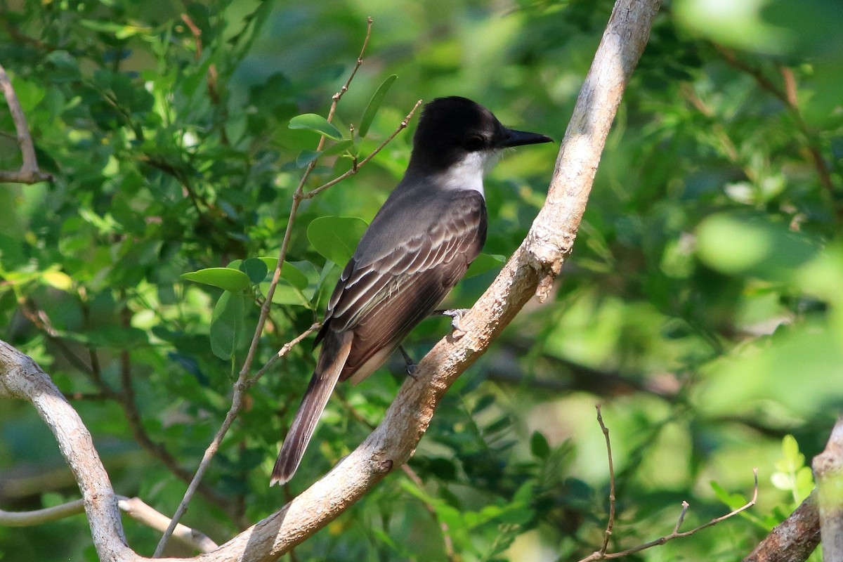 Loggerhead Kingbird - ML129594481