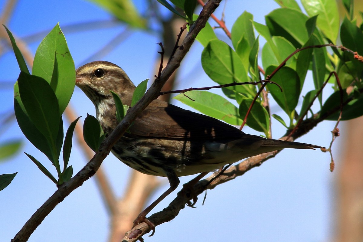 Northern Waterthrush - ML129594971