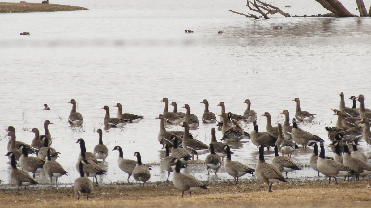 Greater White-fronted Goose - ML129595321