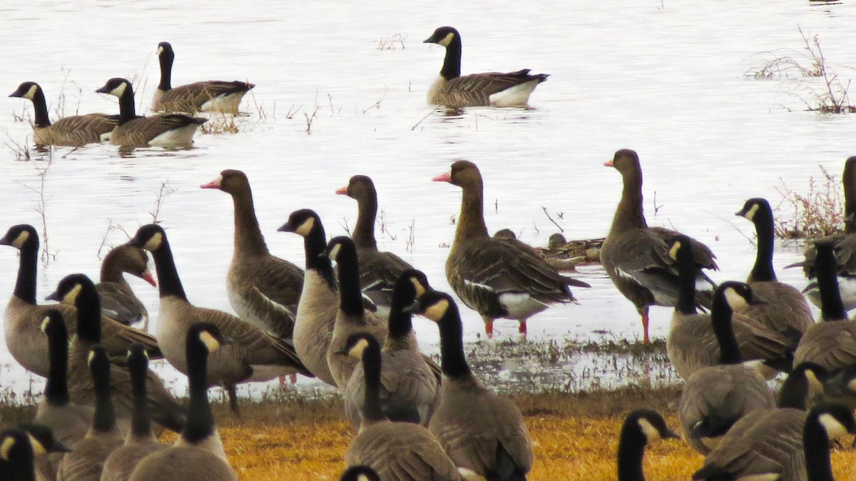 Greater White-fronted Goose - ML129595481