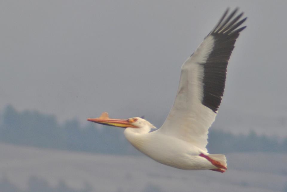 American White Pelican - ML129595681