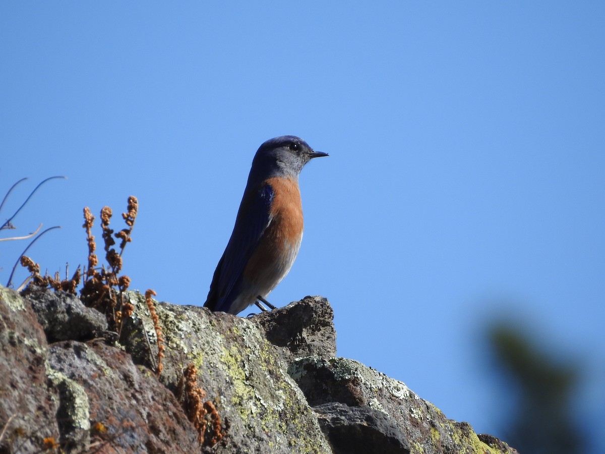 Western Bluebird - ML129595941